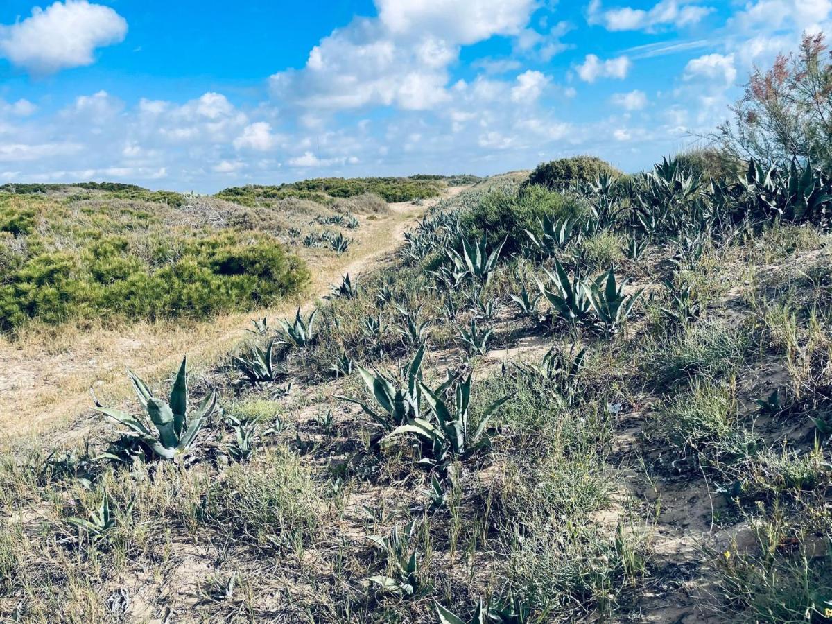 El Papagayo Apartment 2 Mins Walking To The Beach 托雷维耶哈 外观 照片